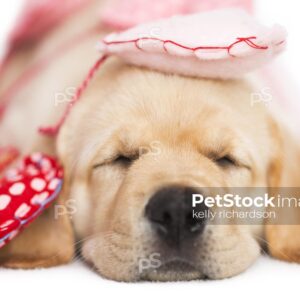 SLEEPING Yellow Labrador Puppy wrapped up in Valentines Day heart garland, white background.