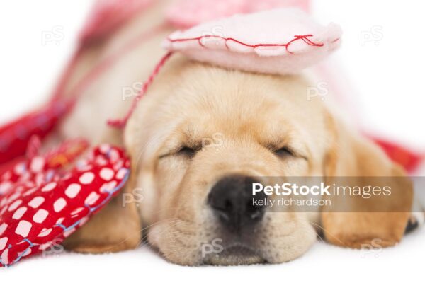 SLEEPING Yellow Labrador Puppy wrapped up in Valentines Day heart garland, white background.