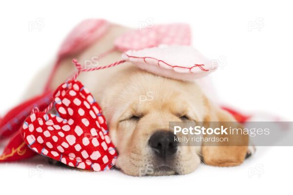 SLEEPING Yellow Labrador Puppy wrapped up in Valentines Day heart garland, white background.