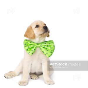 Royalty Free Stock Photo of a yellow Labrador Retriever puppy wearing a extra large green St. Patricks Day shamrock bow tie collar, isolated on a white background.