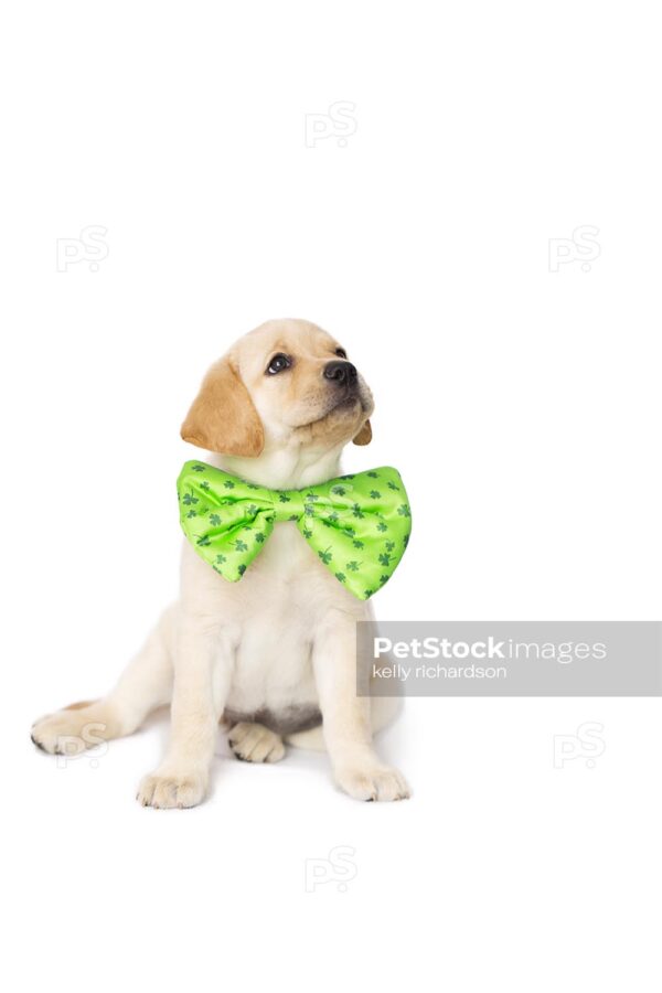 Royalty Free Stock Photo of a yellow Labrador Retriever puppy wearing a extra large green St. Patricks Day shamrock bow tie collar, isolated on a white background.