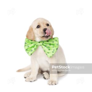 Royalty Free Stock Photo of a yellow Labrador Retriever puppy wearing a extra large green St. Patricks Day shamrock bow tie collar, isolated on a white background.