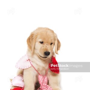 Royalty Free Stock Photo of a Golden Retriever Puppy chewing, playing with and tangled up in Valentine Heart shaped string garland decoration, Isolated on a white background. Puppy Looks like it is talking!