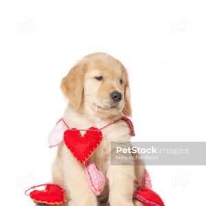 Royalty Free Stock Photo of a Golden Retriever Puppy  playing with and tangled up in Valentine Heart shaped string garland decoration, Isolated on a white background. Puppy Looks like it is talking!