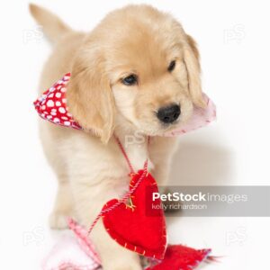 Royalty Free Stock Photo of a Golden Retriever Puppy walking forward, tangled up in Valentine Heart shaped string garland decoration, Isolated on a white background. 