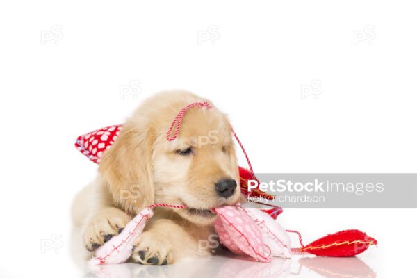 Royalty Free Stock Photo of a Golden Retriever Puppy chewing, playing with and tangled up in Valentine Heart shaped string garland decoration, Isolated on a white background.