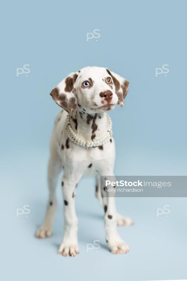 Royalty Free Stock Photo of Liver Dalmatian Puppy wearing white pearls around neck, blue background.