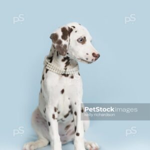 Royalty Free Stock Photo of Liver Dalmatian Puppy wearing white pearls around neck, blue background.