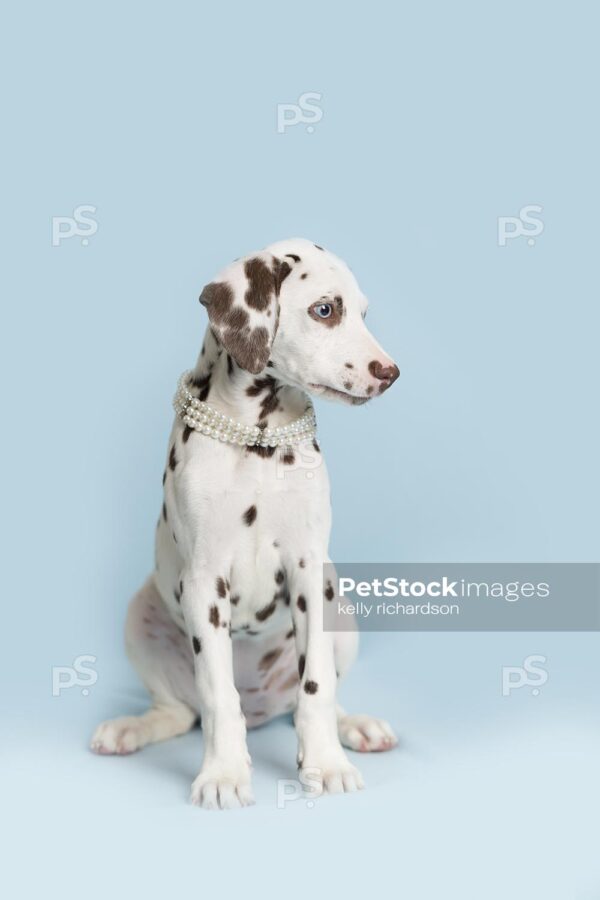 Royalty Free Stock Photo of Liver Dalmatian Puppy wearing white pearls around neck, blue background.