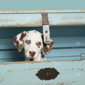 Royalty Free Stock Photo of Liver Dalmatian Puppy hiding inside of a green wooden trunk, blue background.