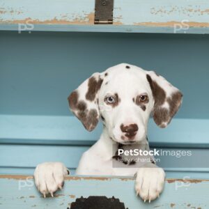 _RI_5742 Royalty Free Stock Photo of Liver Dalmatian Puppy hiding inside of a green wooden trunk, blue background. Max File Size 3840 x 5760.