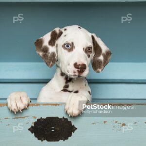 _RI_5744 Royalty Free Stock Photo of Liver Dalmatian Puppy hiding inside of a green wooden trunk, blue background. Max File Size 3840 x 5760.