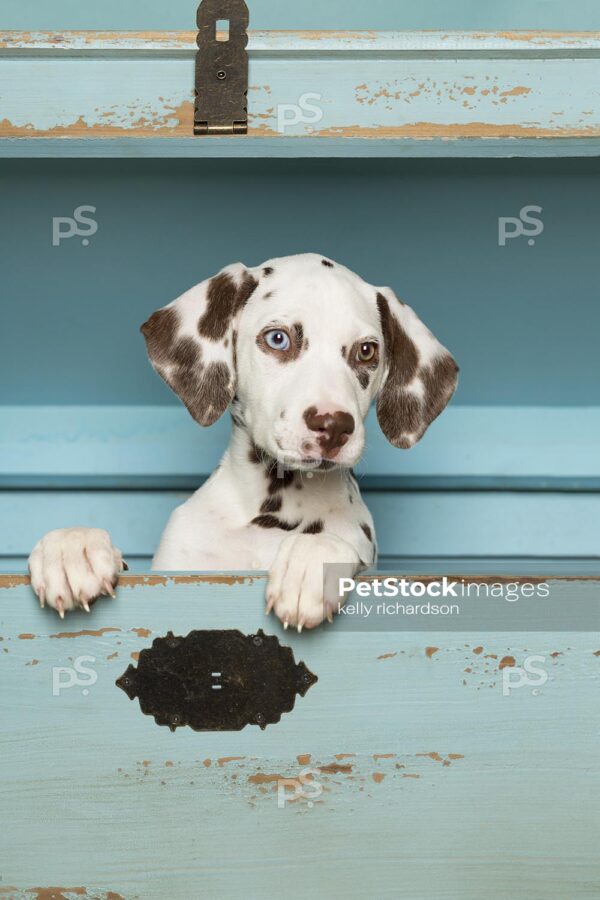 _RI_5744 Royalty Free Stock Photo of Liver Dalmatian Puppy hiding inside of a green wooden trunk, blue background. Max File Size 3840 x 5760.