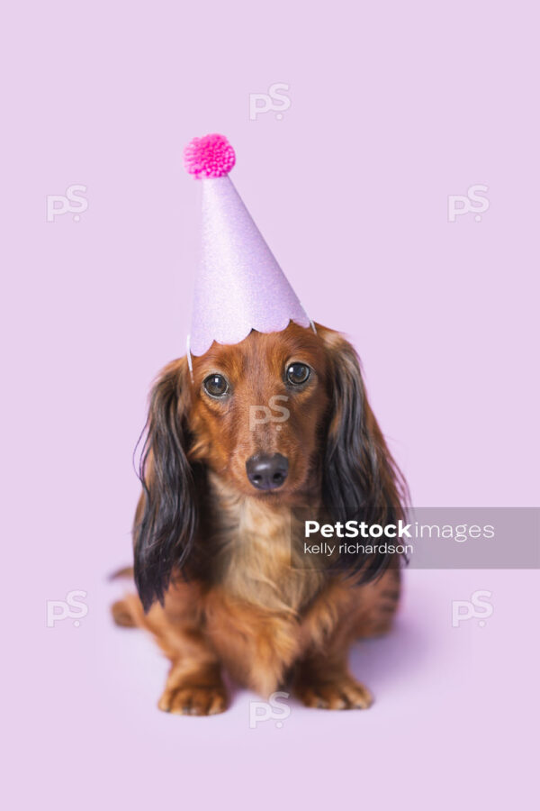 _RI_6222 Royalty Free Stock Photo of a long hair red brown Dachshund Puppy wearing a purple birthday hat, purple background Max Size: 3838 x 5757