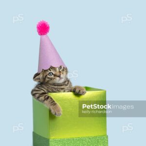 Tiny brown tabby kitten wearing a pink birthday party hat, playing in a green gift box, light blue background.