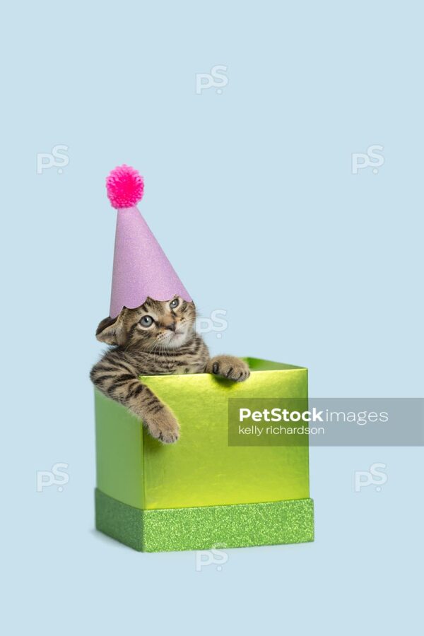 Tiny brown tabby kitten wearing a pink birthday party hat, playing in a green gift box, light blue background.