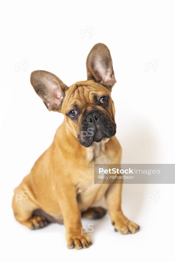 Royalty Free Stock Photo of a French Bulldog Puppy Isolated on a white background.