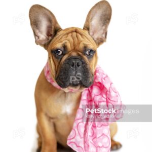 Royalty Free Stock Photo of a French Bulldog Puppy wearing a pink heart Valentine scarf, Isolated on a white background.