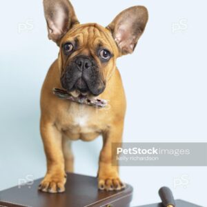 Royalty Free Stock Photo of a French Bulldog Puppy Office Worker wearing a bow tie and sitting next to brown suitcase and a magnifying glass, blue background.