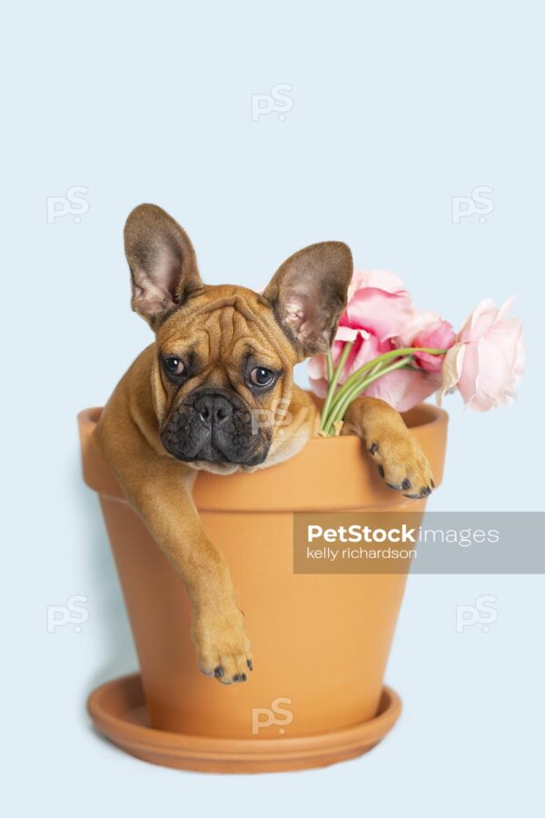 Royalty Free Stock Photo of a French Bulldog Puppy sitting inside of a large terra cotta garden pot with a bouquet of pink roses, blue background.