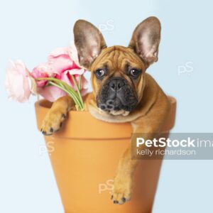 Royalty Free Stock Photo of a French Bulldog Puppy sitting inside of a large terra cotta garden pot with a bouquet of pink roses, blue background.