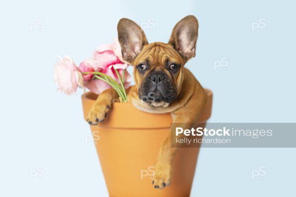 Royalty Free Stock Photo of a French Bulldog Puppy sitting inside of a large terra cotta garden pot with a bouquet of pink roses, blue background.