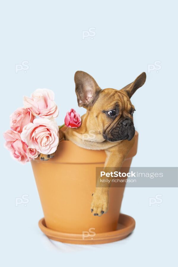 Royalty Free Stock Photo of a French Bulldog Puppy looking away sitting inside of a large terra cotta garden flower pot with a bouquet of pink roses, blue background.