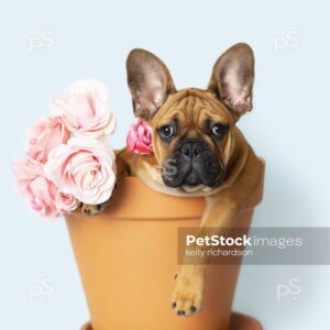 Royalty Free Stock Photo of a French Bulldog Puppy looking away sitting inside of a large terra cotta garden flower pot with a bouquet of pink roses, blue background.