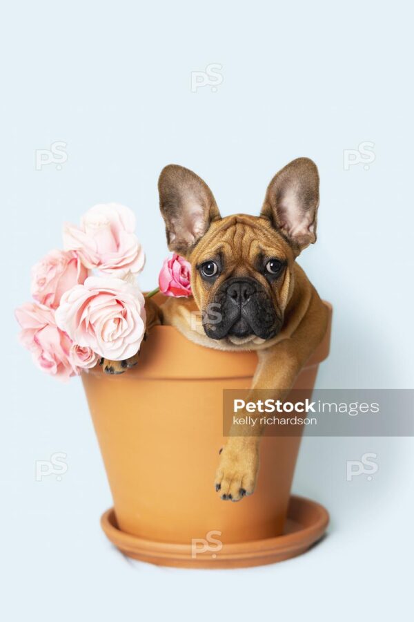 Royalty Free Stock Photo of a French Bulldog Puppy looking away sitting inside of a large terra cotta garden flower pot with a bouquet of pink roses, blue background.