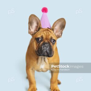 Royalty Free Stock Photo of a French Bulldog Puppy wearing a pink glittery birthday party hat, blue background.