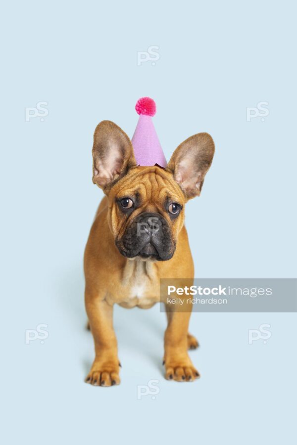 Royalty Free Stock Photo of a French Bulldog Puppy wearing a pink glittery birthday party hat, blue background.