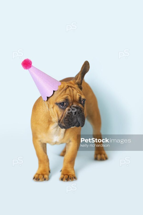 Royalty Free Stock Photo of a French Bulldog Puppy wearing a pink glittery birthday party hat, blue background.