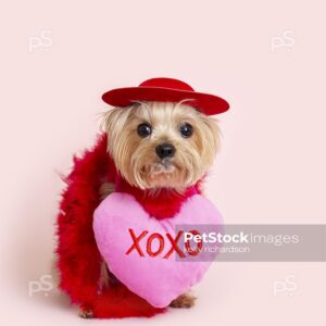 Royalty Free Stock Photo of Yorkshire Terrier Puppy dog wearing a red hat, red feather boa, and an XOXO love Valentine pillow around neck, pink background. background.