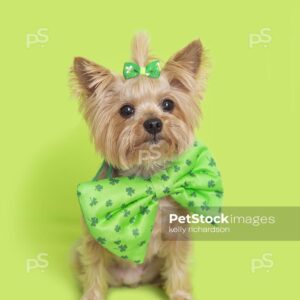 St Patricks Day Puppy Yorkie wearing a big green bow tie, green background.