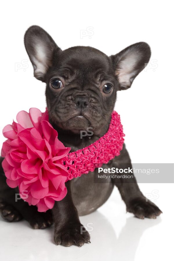 Royalty Free Photo of Chocolate french bulldog puppy wearing pink flower necklace collar, isolated on a white background