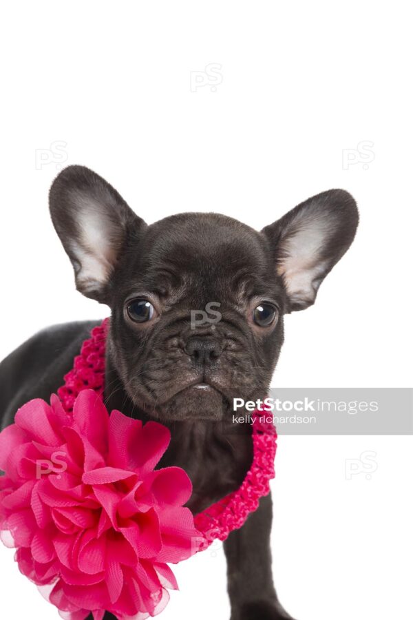 Royalty Free Photo of Chocolate french bulldog puppy wearing pink flower bow head band around neck,  isolated on a white background.