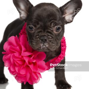 Royalty Free Photo of Chocolate french bulldog puppy wearing pink flower bow head band around neck,  isolated on a white background.