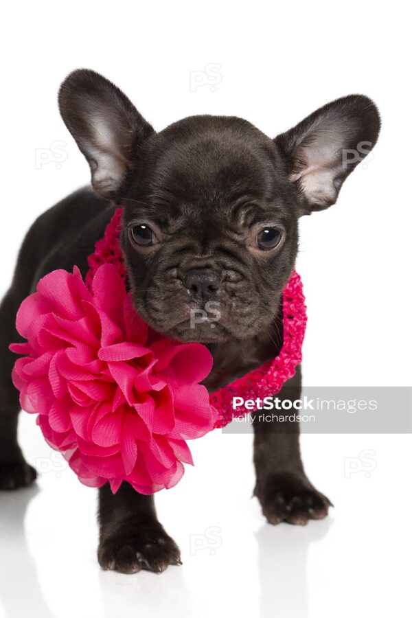 Royalty Free Photo of Chocolate french bulldog puppy wearing pink flower bow head band around neck,  isolated on a white background.