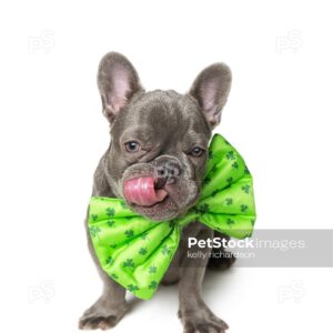 Dark gray french bulldog puppy wearing a green shamrock leprechaun bow tie on its neck, celebrating St. Patricks Day holiday prop, decorated for the holidays, white background.