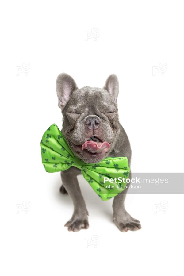 Royalty Free Photo of a Gray St Patricks Day French Bulldog Puppy wearing a very large green clover bow tie, and tongue sticking out with a big curled lick, eyes closed white background.