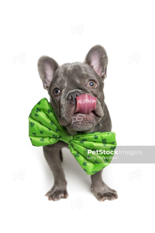 Dark gray 6 month old french bulldog puppy wearing a green shamrock leprechaun bow tie on its neck, tongue out celebrating St. Patricks Day holiday prop, decorated for the holidays, white background.