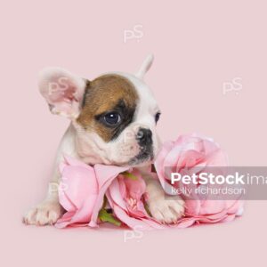 brown and white tiny french bulldog puppy with pink roses, pink background.