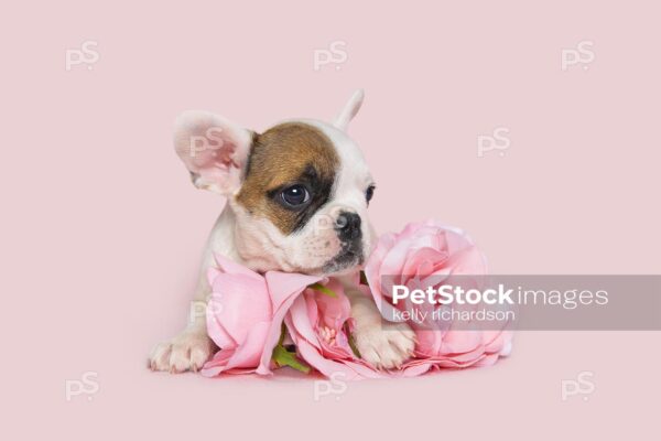 brown and white tiny french bulldog puppy with pink roses, pink background.