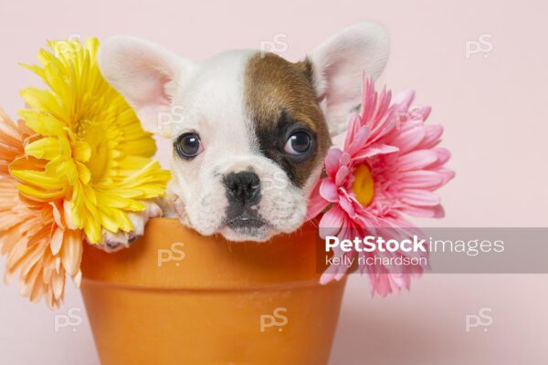 Brown spotted and whtie french bulldog sitting inside an orange terra cotta flower pot with flowers, pink background.