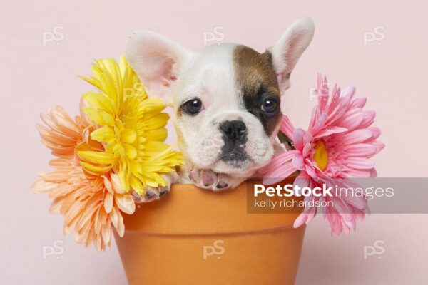 French Bulldog Daisy Flowerpot