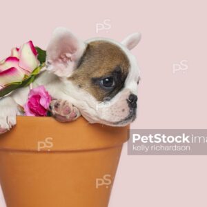 Brown spotted and whtie french bulldog sitting inside an orange terra cotta flower pot with flowers, pink background.