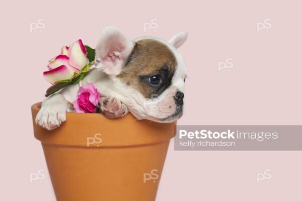 Brown spotted and whtie french bulldog sitting inside an orange terra cotta flower pot with flowers, pink background.