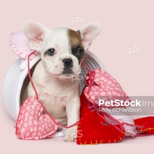 Brown and white french bulldog puppy wrapped up in pink and red valentine hearts, white basket, pink background. pink background.