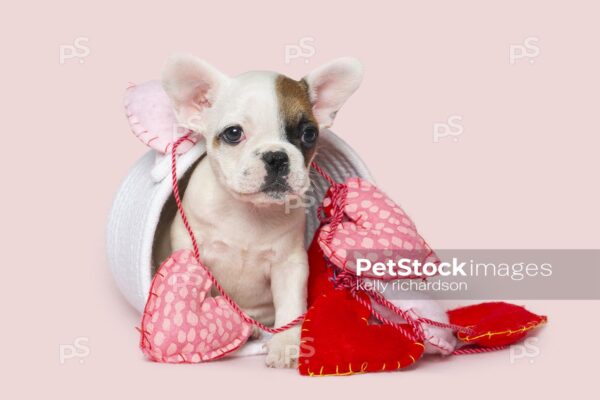 Brown and white french bulldog puppy wrapped up in pink and red valentine hearts, white basket, pink background. pink background.