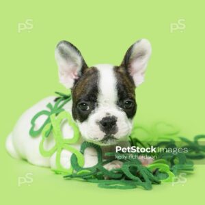 Photo of a White with brown St Patricks Day French Bulldog Puppy tangled up in shamrock clover decoration, green background.